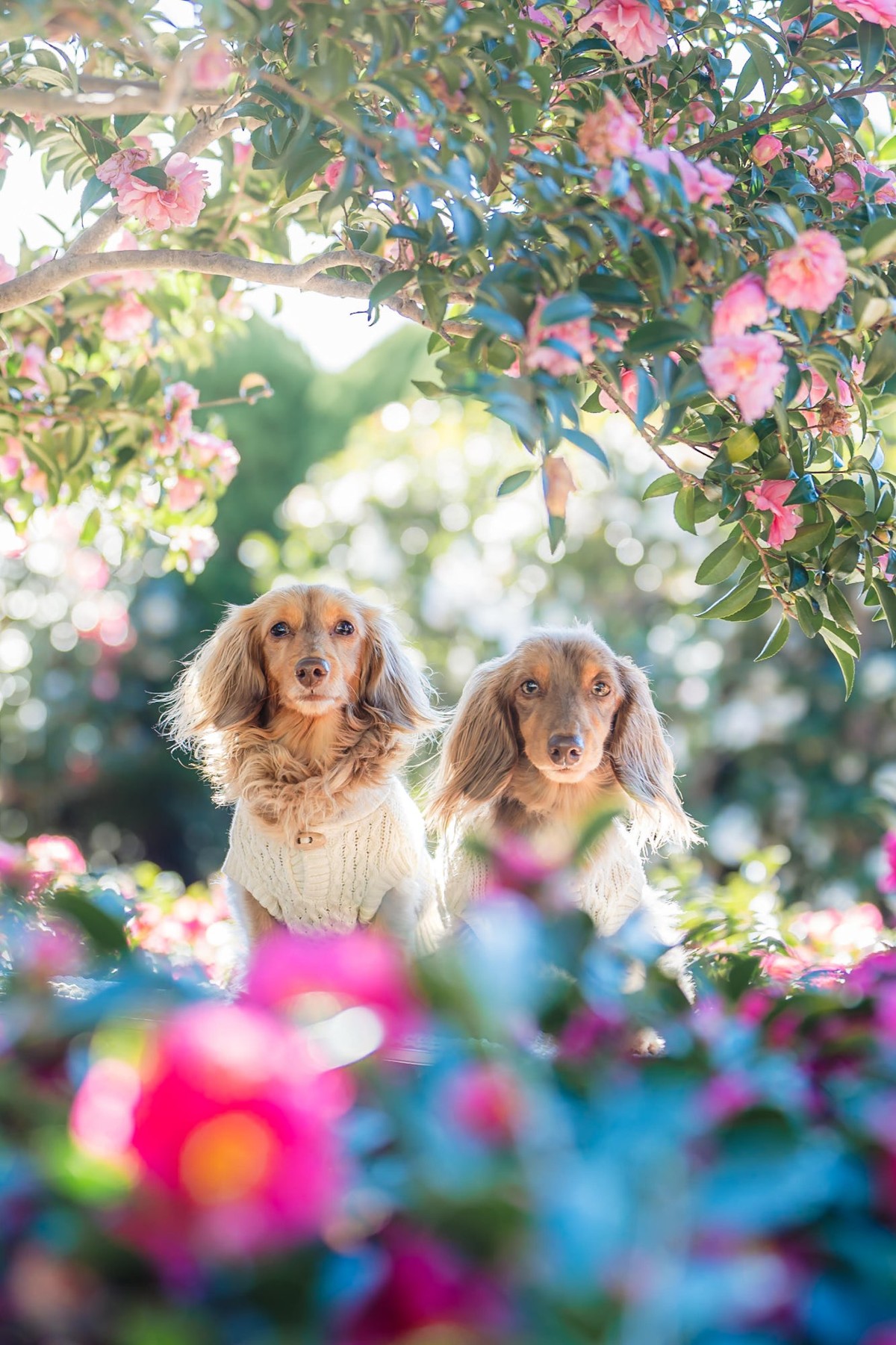 ピンクの花の下に並ぶ犬2頭
